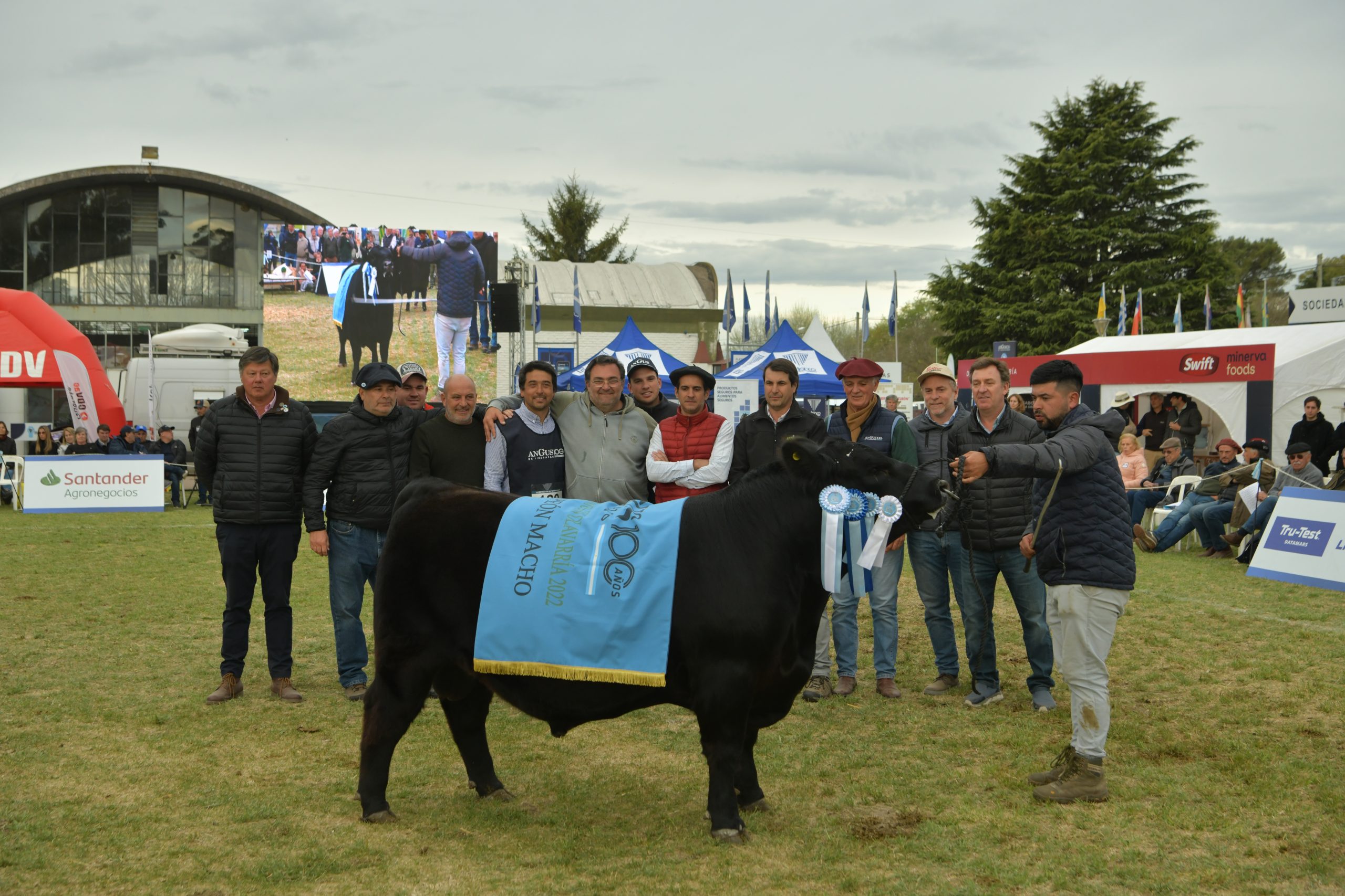 Los terneros Angus se destacaron en Olavarría