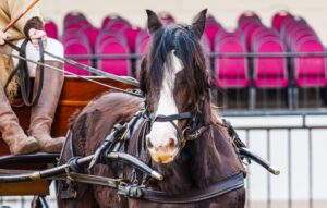 Gypsy Vanner, la raza equina que ofrece un “freno” en los tiempos de la inmediatez
