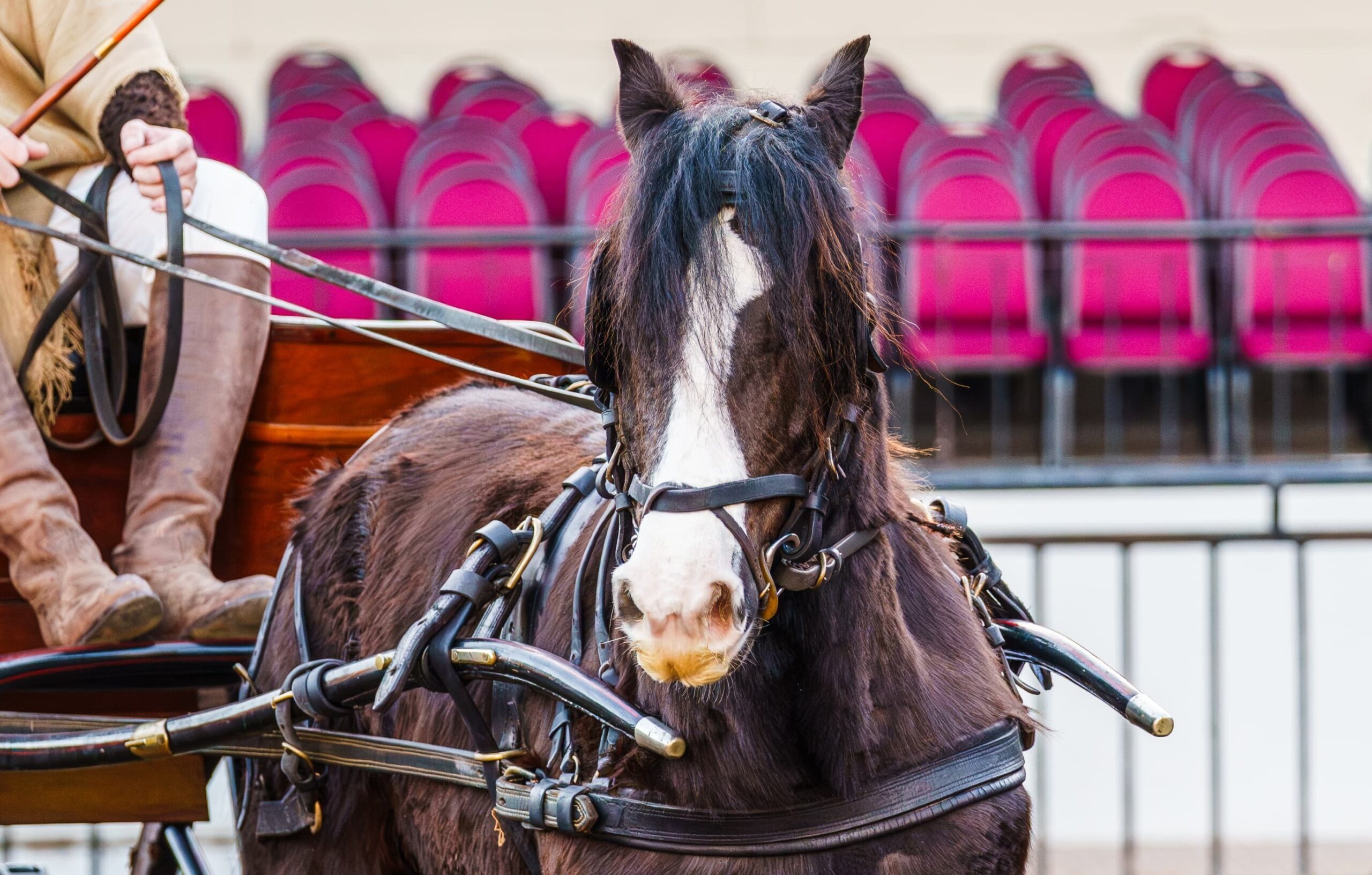Gypsy Vanner, la raza equina que ofrece un “freno” en los tiempos de la inmediatez