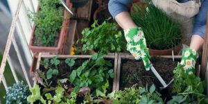 Guía de siembra y cuidados para la huerta de tu casa