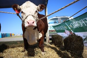 14/03 – HEREFORD PRESENTE EN EXPOAGRO