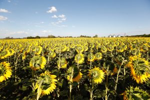 El girasol busca su norte en Tucumán