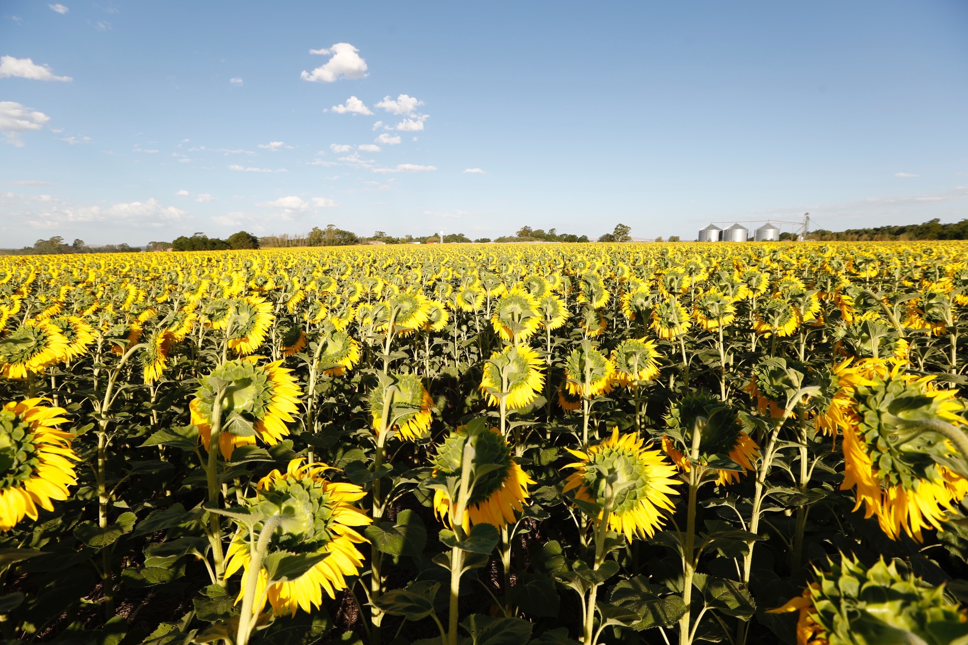 El girasol busca su norte en Tucumán