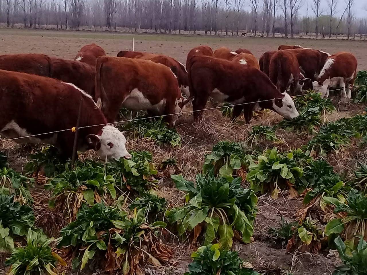 Remolacha forrajera, el cultivo que desafía el frío y mejora la producción de carne en la Patagonia