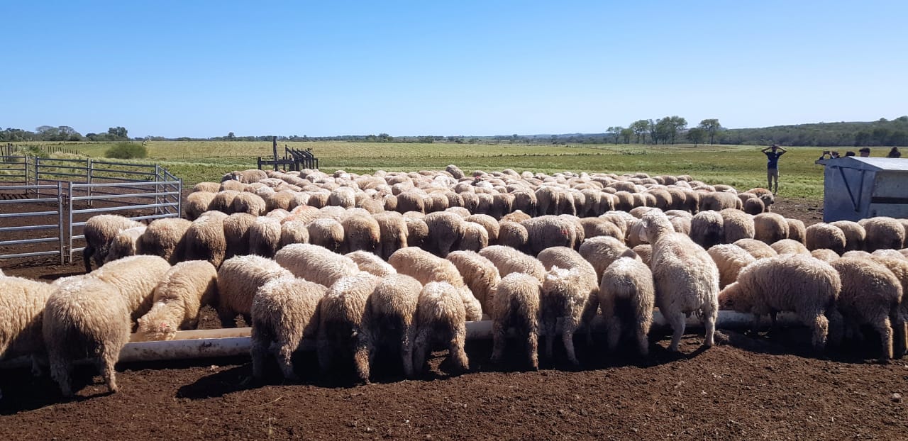 Del campo al plato, en La Armonía suman valor agregado a la carne de cordero