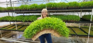 Forraje verde hidropónico, el cultivo sustentable que da autonomía a los productores