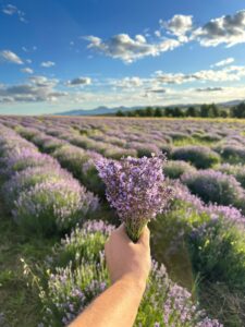 Lavandas, el cultivo que atrae al turismo en las sierras bonaerenses