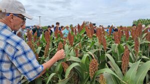 El sorgo gana terreno: Menor riesgo sanitario y demanda firme impulsan el negocio