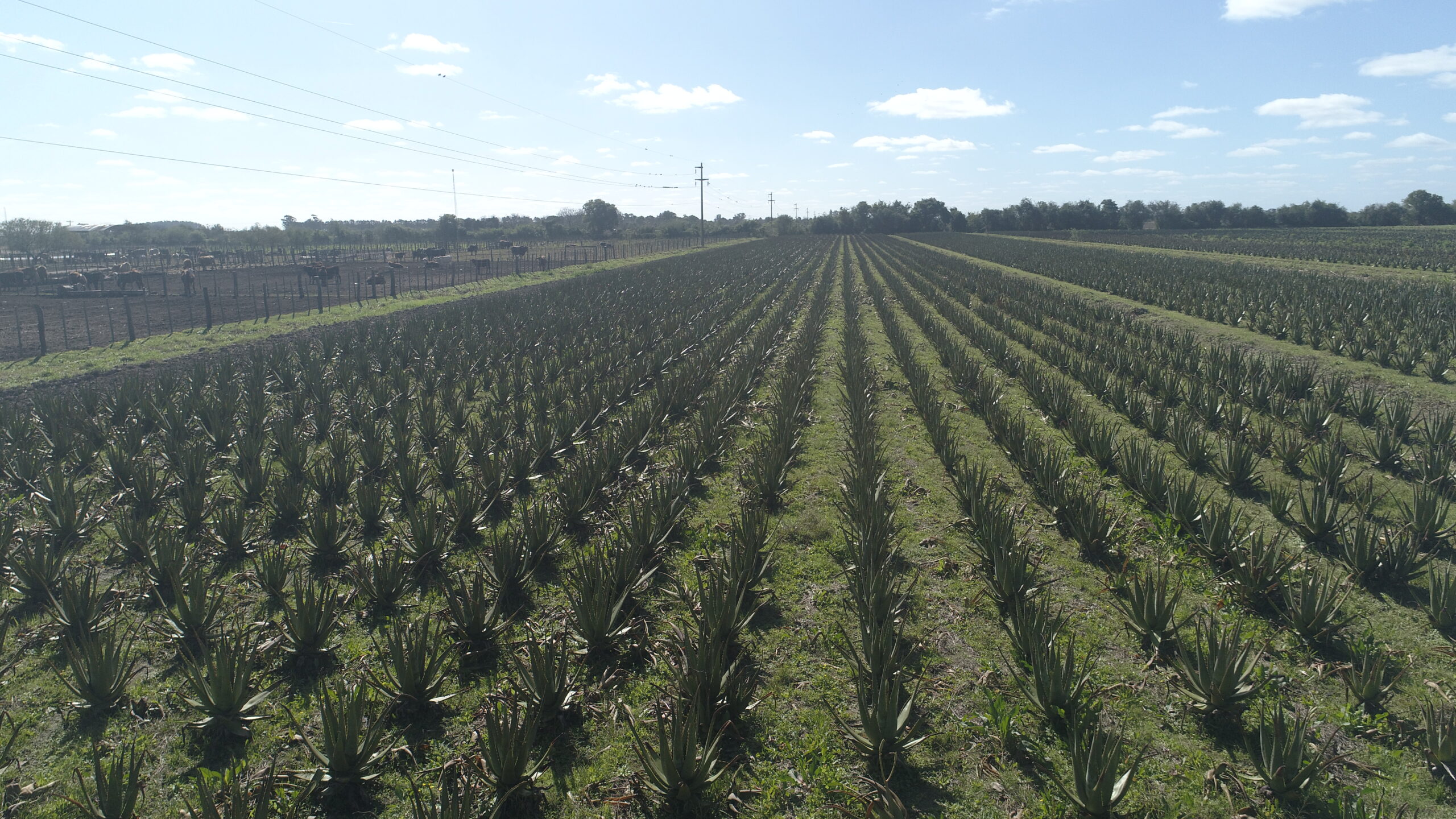 Se inaugura el primer Circuito Turístico Interpretativo del Aloe Vera y su almacén