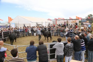 11/03 – TRECE MIL CABEZAS VACUNAS Y PICOS MAXIMOS DE $ 39,40 POR KILO VIVO