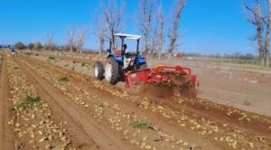 Córdoba: En Traslasierra incorporan riego por goteo subterráneo en papa