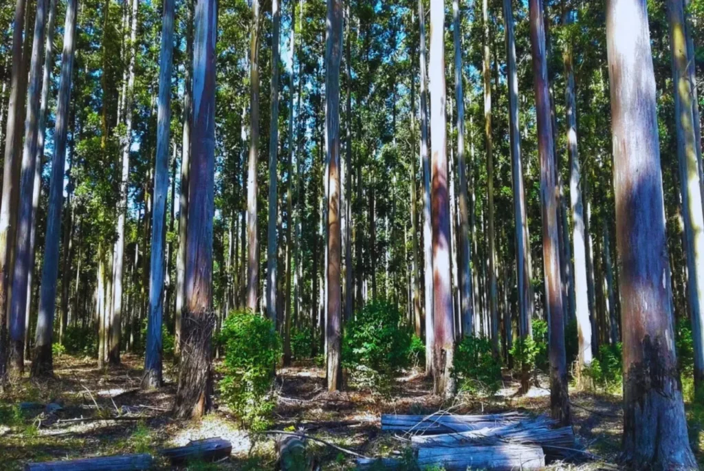 Aplicación de selección genómica en el mejoramiento forestal