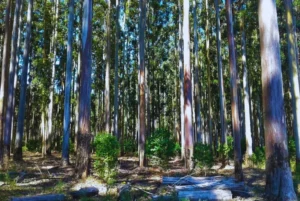 Aplicación de selección genómica en el mejoramiento forestal