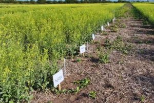 Colza: una alternativa estratégica para los cultivos de invierno