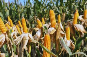 Los nanofertilizantes incrementan la productividad de los cultivos