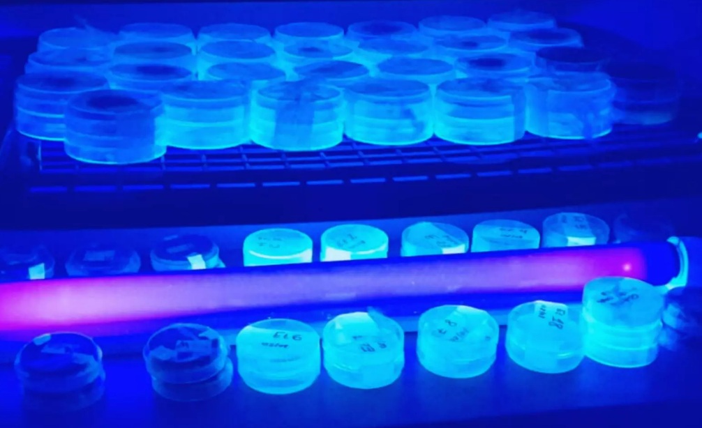 Maíz: identifican genes que ayudan a resistir enfermedades de la espiga