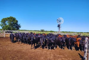 Pautas para el control de los parásitos internos en los rodeos