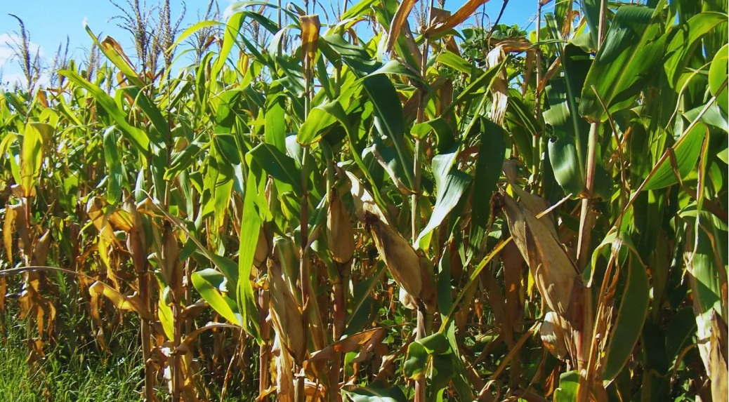 Recomendaciones para mejorar el manejo de plagas en cultivos