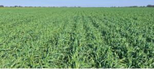 Presentan una nueva variedad de avena blanca