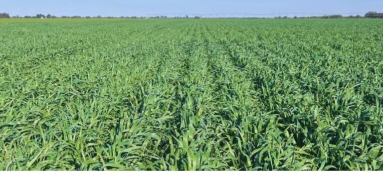 Presentan una nueva variedad de avena blanca