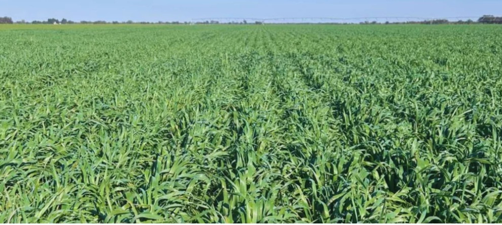 Presentan una nueva variedad de avena blanca