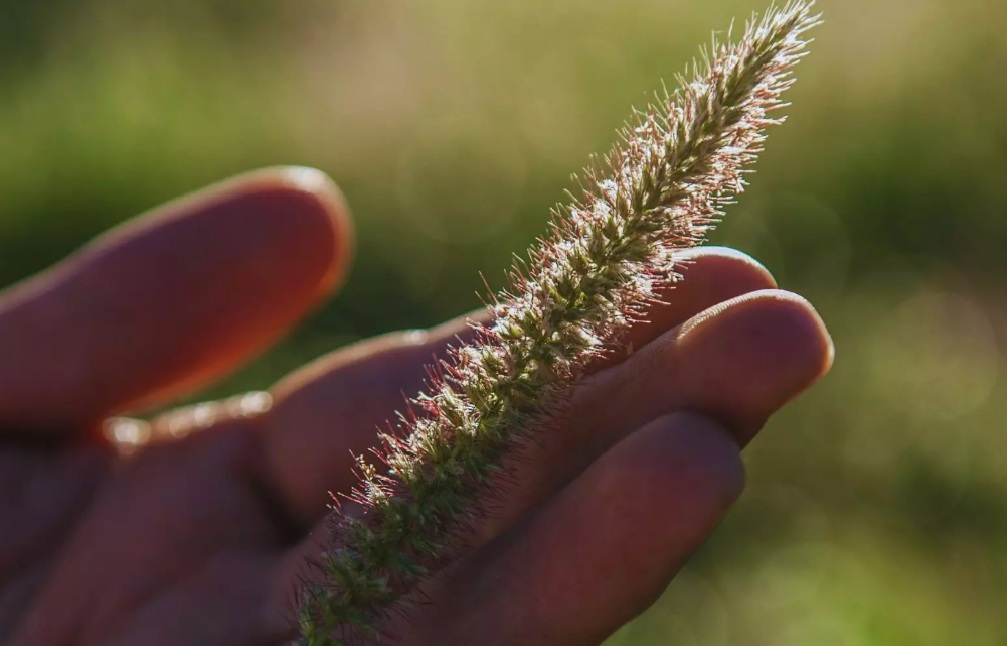 Buffel grass: una alternativa forrajera para recuperar áreas degradadas