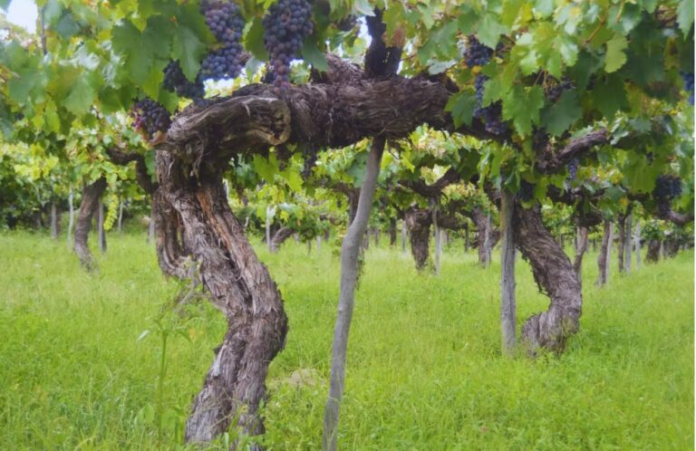 Las uvas criollas vuelven a brillar en los vinos argentinos