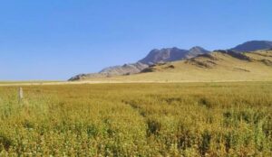 Promueven prácticas para compatibilizar producción y conservación en sistemas ganaderos