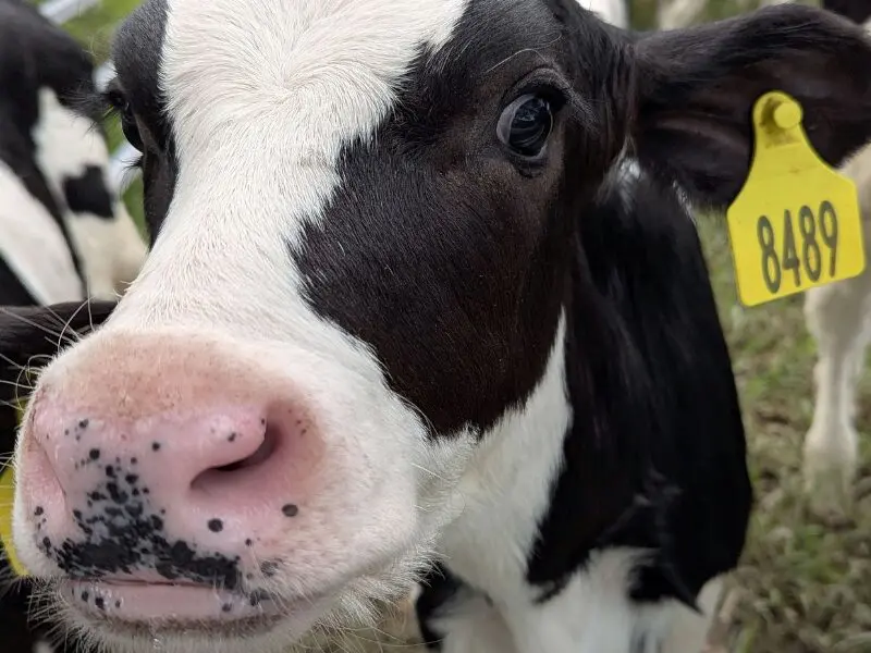 Crianza colectiva: innovación para mejorar el bienestar animal en tambos