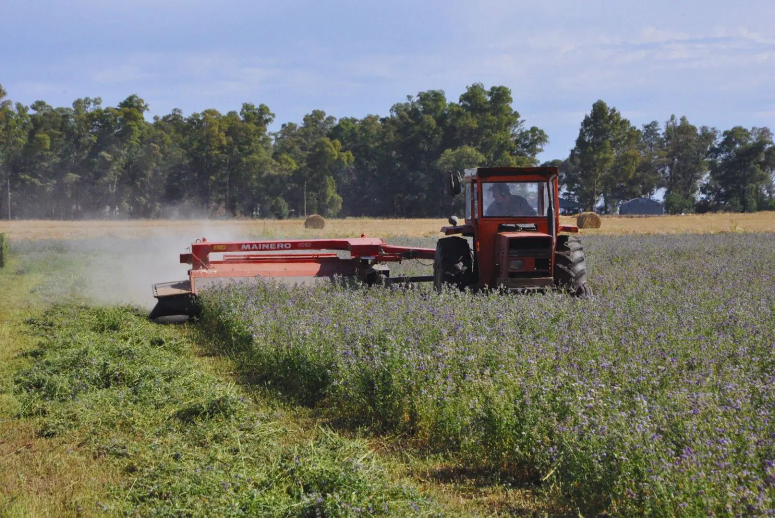 Estudian estrategias de manejo para mejorar la alfalfa