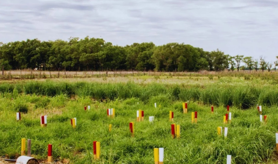Cómo influye el nitrógeno en la producción de pasturas