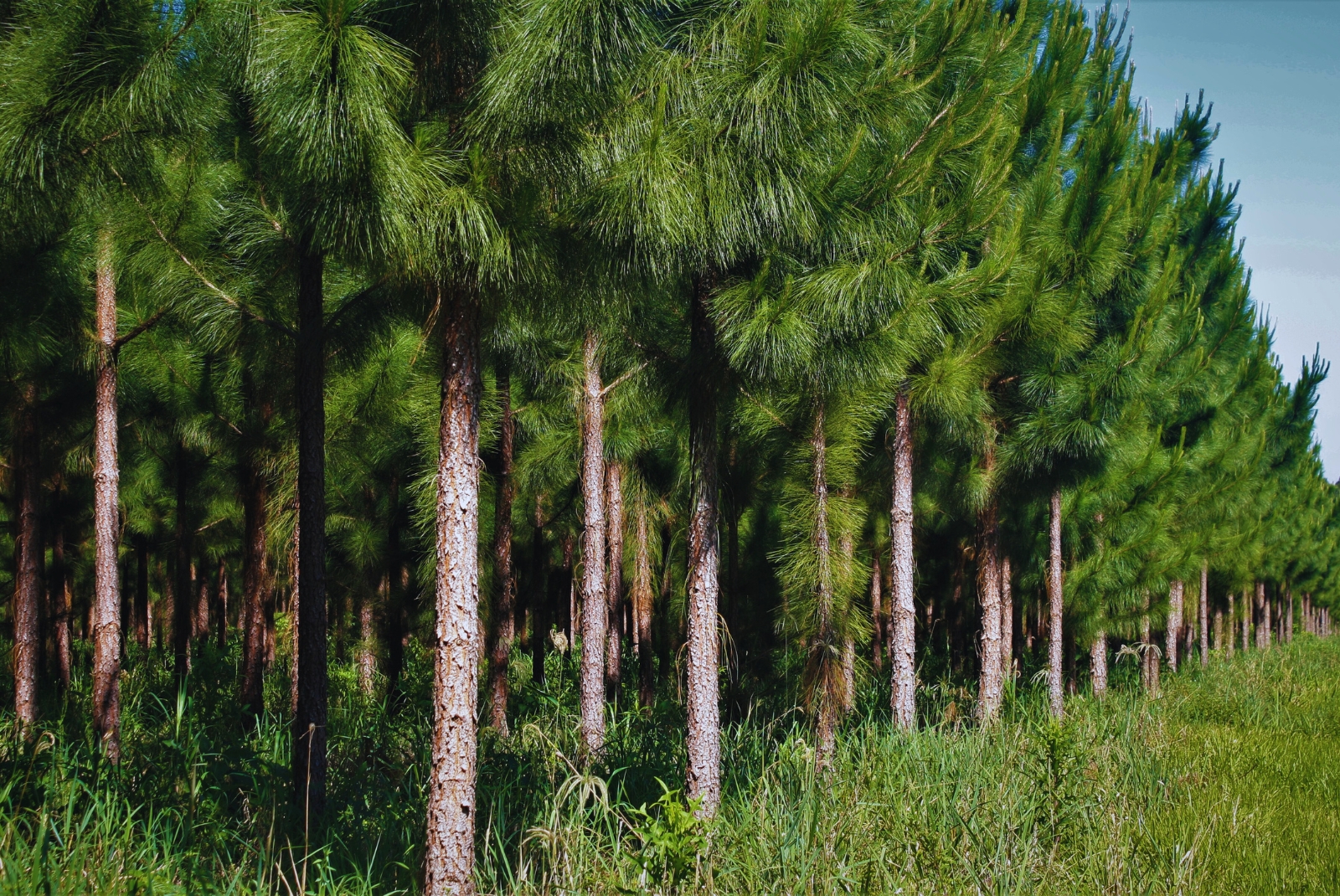 INTA exporta semillas de pino de alto rendimiento a Brasil