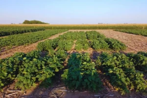 Se logró editar un biofertilizante que aumenta un 6 % la productividad de la soja