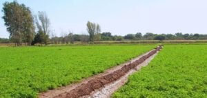 La eficiencia en el riego potencia la competitividad de la alfalfa
