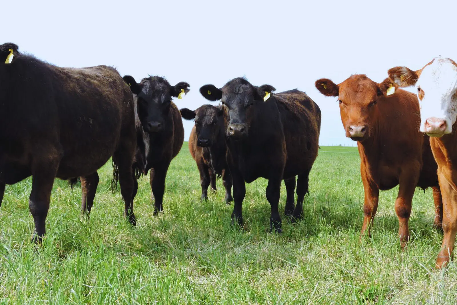 Alfalfa: Pautas para mejorar la eficiencia y la producción de carne