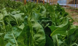 Impulsan el uso de abonos líquidos fermentados