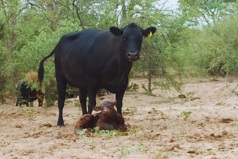 Mejoran la eficiencia reproductiva bovina en los llanos riojanos