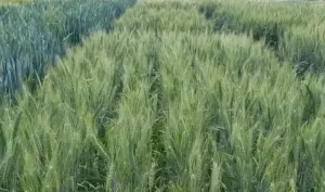 Nuevas variedades de trigo pan más productivas y resistentes