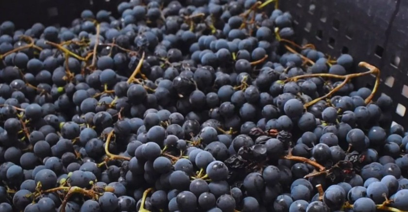 Cabernet franc y nuevas variedades fortalecen la vitivinicultura en Chubut