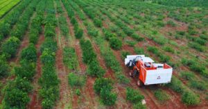 Yerba mate: Claves para mejorar la eficiencia de la cosecha mecanizada