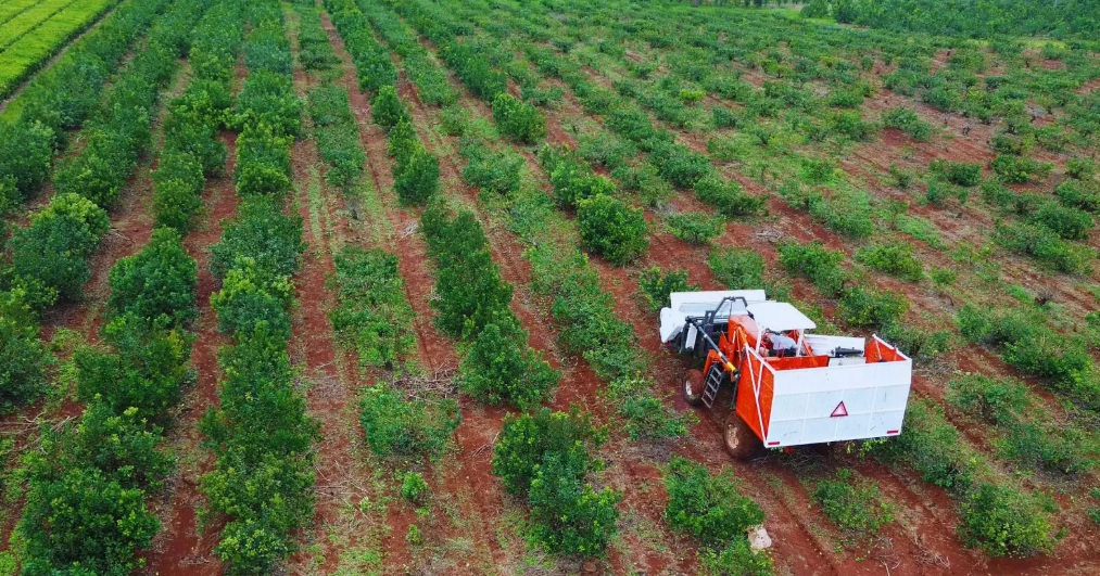 Yerba mate: Claves para mejorar la eficiencia de la cosecha mecanizada