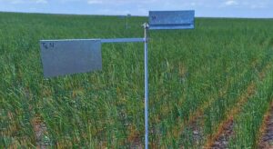 San Luis apuesta al centeno para frenar la erosión en suelos semiáridos