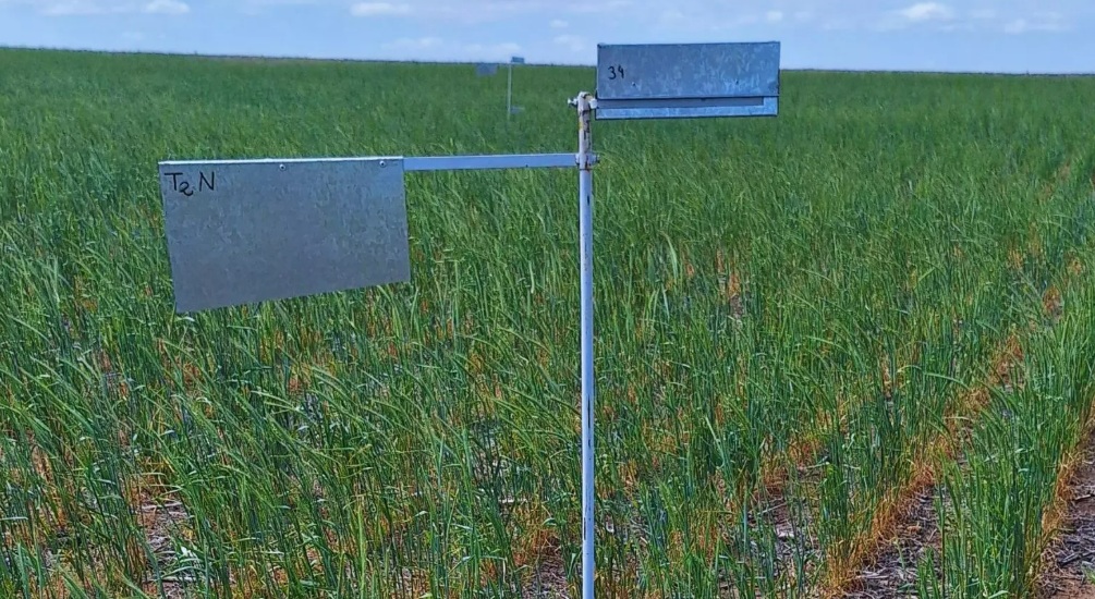 San Luis apuesta al centeno para frenar la erosión en suelos semiáridos