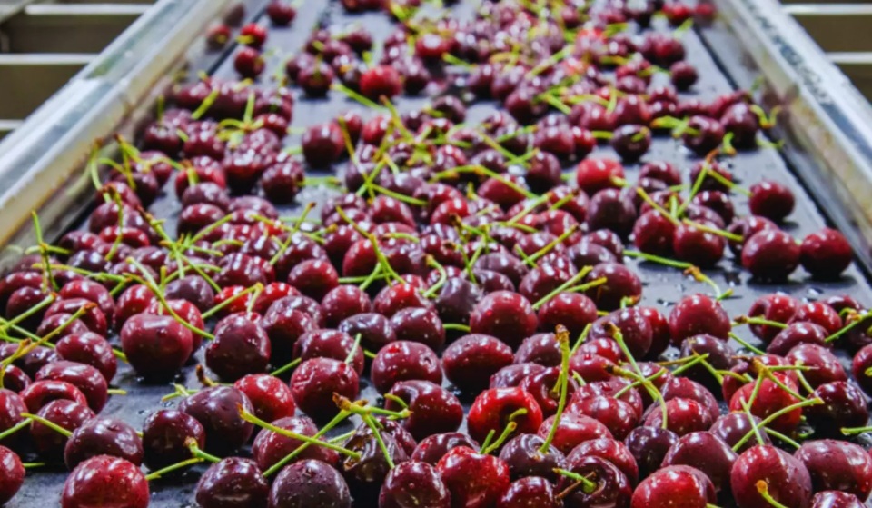 Innovación inteligente para frenar pérdidas en la frutihorticultura