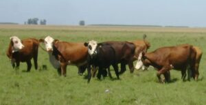 Salud animal y productividad frente a la garrapata bovina