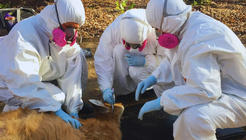 Detectan bacteria zoonótica en ciervos y garrapatas