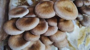 Hongos funcionales: un avance con impacto social e industrial
