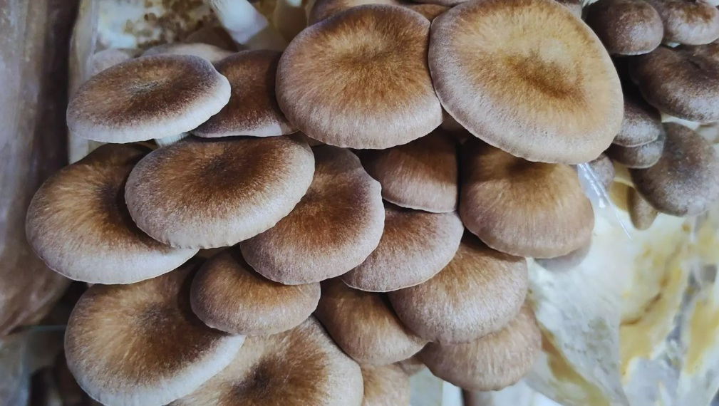 Hongos funcionales: un avance con impacto social e industrial