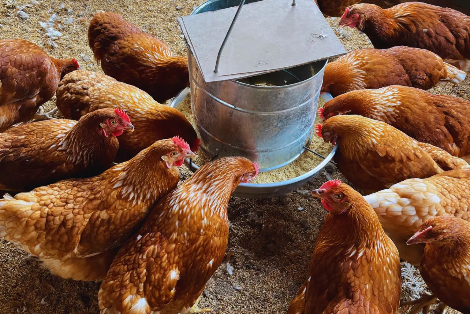 Chaco: Impulsan sistemas avícolas responsables que elevan la producción de huevos