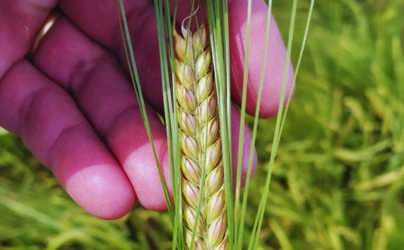 Nueva cebada cervecera de alto rendimiento y máxima tolerancia al frío